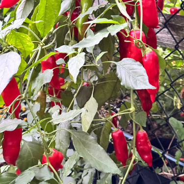 Aji Rico - Seeds - The Pepper Pantry (Formerly Marie Sharp's)